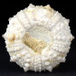 Goniopygus durandi versteinerter Seeigel aus der Kreidezeit