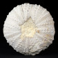 Kreide Seeigel Tetragramma variolare Fossilien online kaufen