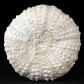 Fossilien versteinerte Seeigel Tetragramma variolare aus Marokko