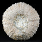 Fossilien versteinerte Seeigel aus Marokko