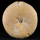 versteinerter Seeigel Echinolampas hoffmanni aus dem Pliozän