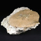 versteinerter Seeigel Scutella subtrigona aus dem Oligozän