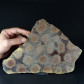 Versteinerte Stromatolithen polierte Platte