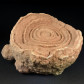 Fossilien Stromatolithen aus der Oberkreide von Marokko