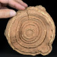 Großer versteinerter Stromatolith Onkoid aus Marokko