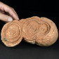Schöner versteinerter Stromatolith aus der marokkanischen Sahara