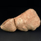 Fossilien Onkoid Stromatolith aus der Sahara