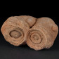 Fossilien versteinerte Stromatolithen aus Marokko