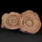 Versteinerte Stromatolithen Onkoide aus Marokko