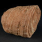 Fossilien versteinerte Stromatolithen aus der Kreidezeit