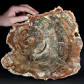 Versteinertes verkieseltes Astholz Fossilien aus Madagaskar