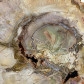 Madagaskar Fossilien versteinertes Holz poliert