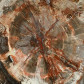 Fossilien versteinertes Holz aus der Trias