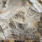Fossilien versteinertes Eichenholz aus dem Miozän