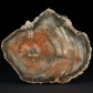 Fossilien versteinerte Holzscheibe poliert aus der Triaszeit