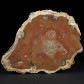 Fossilien versteinerte Holzscheibe poliert aus der Trias
