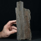 Versteinertes Holz aus dem Oligozän von Niederösterreich