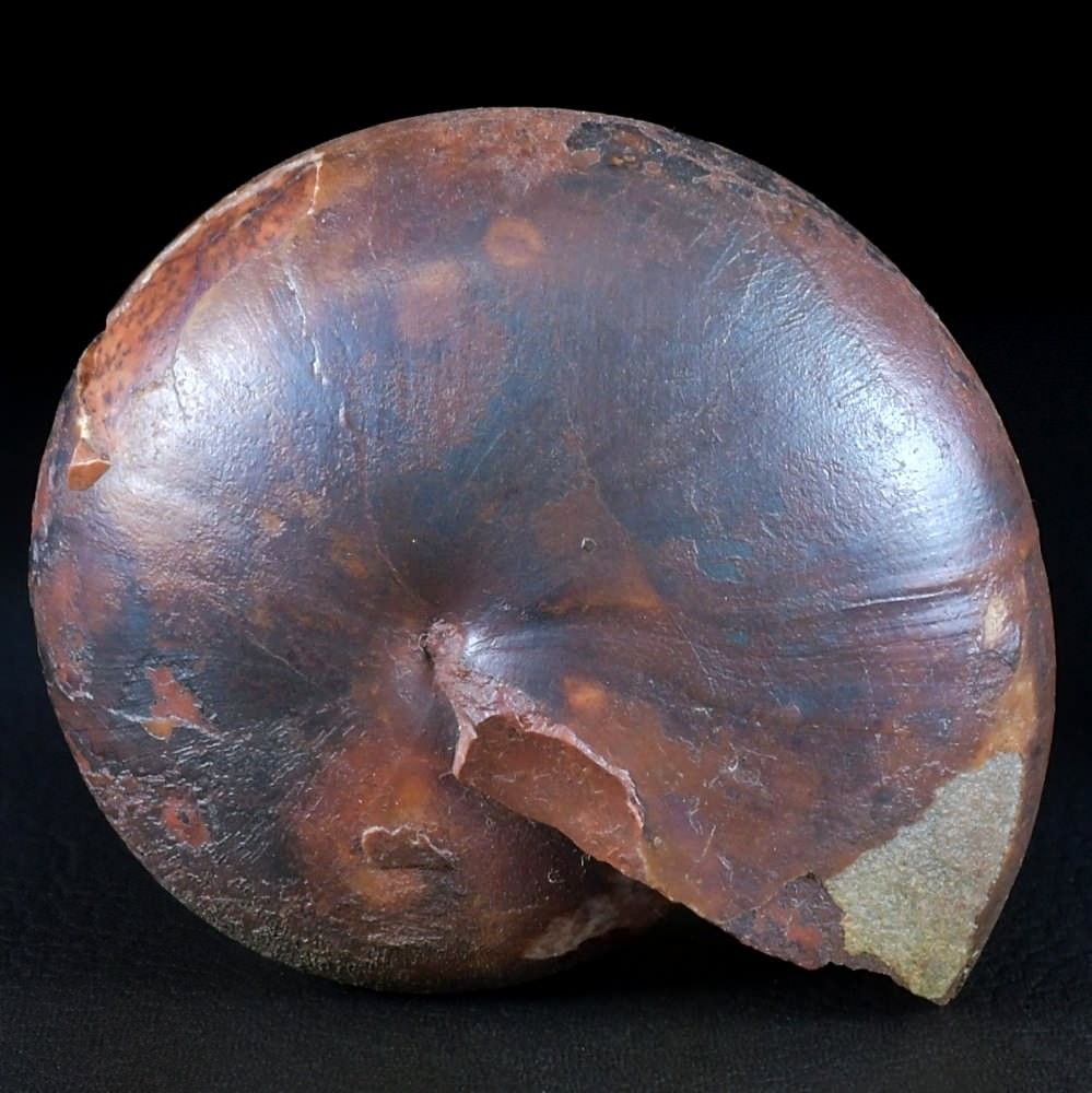 Trias Ammonit Arcestes sp.