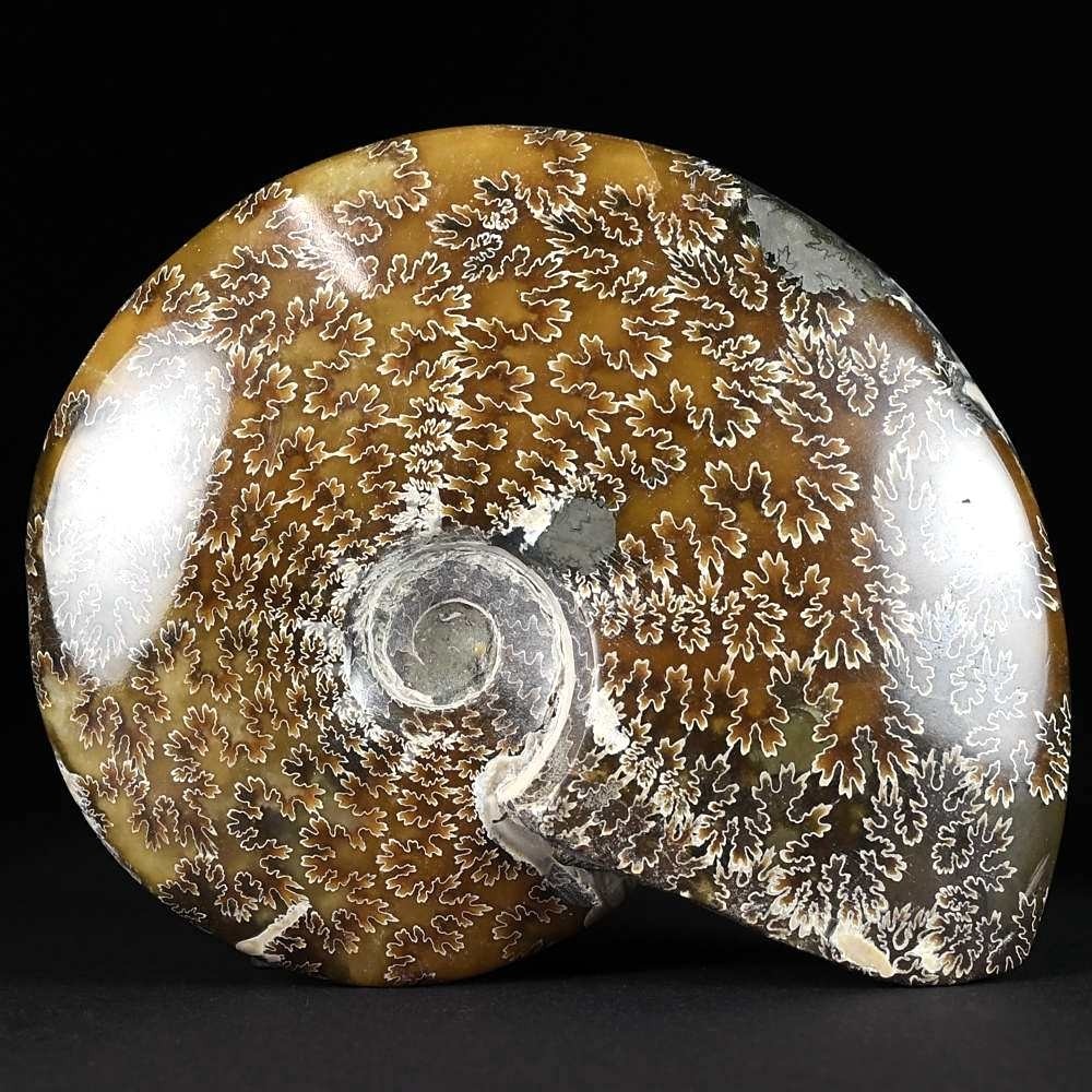 14 cm Ammonit Cleoniceras aus Madagaskar zum Kaufen