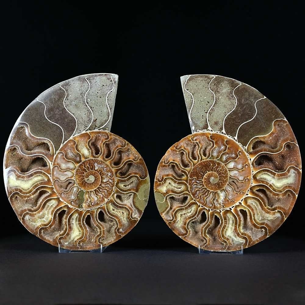 Sehr attraktives Ammoniten Paar Cleoniceras aus der Kreidezeit. Größe ca. 17 cm
