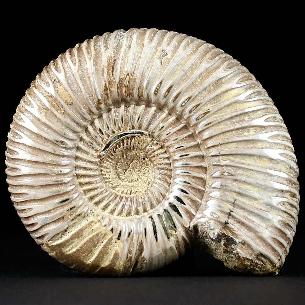 Schöner anpolierter Jura Ammonit Perisphinctes aus Madagaskar