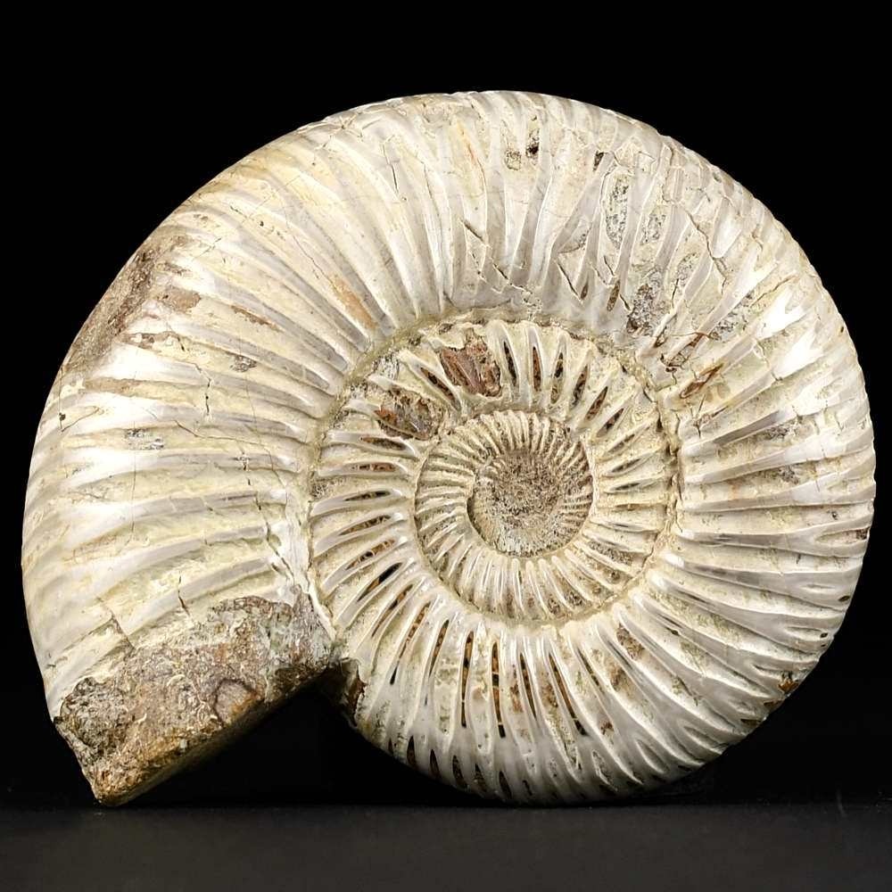 Jura Ammonit Divisosphinctes besairiei aus Madagaskar