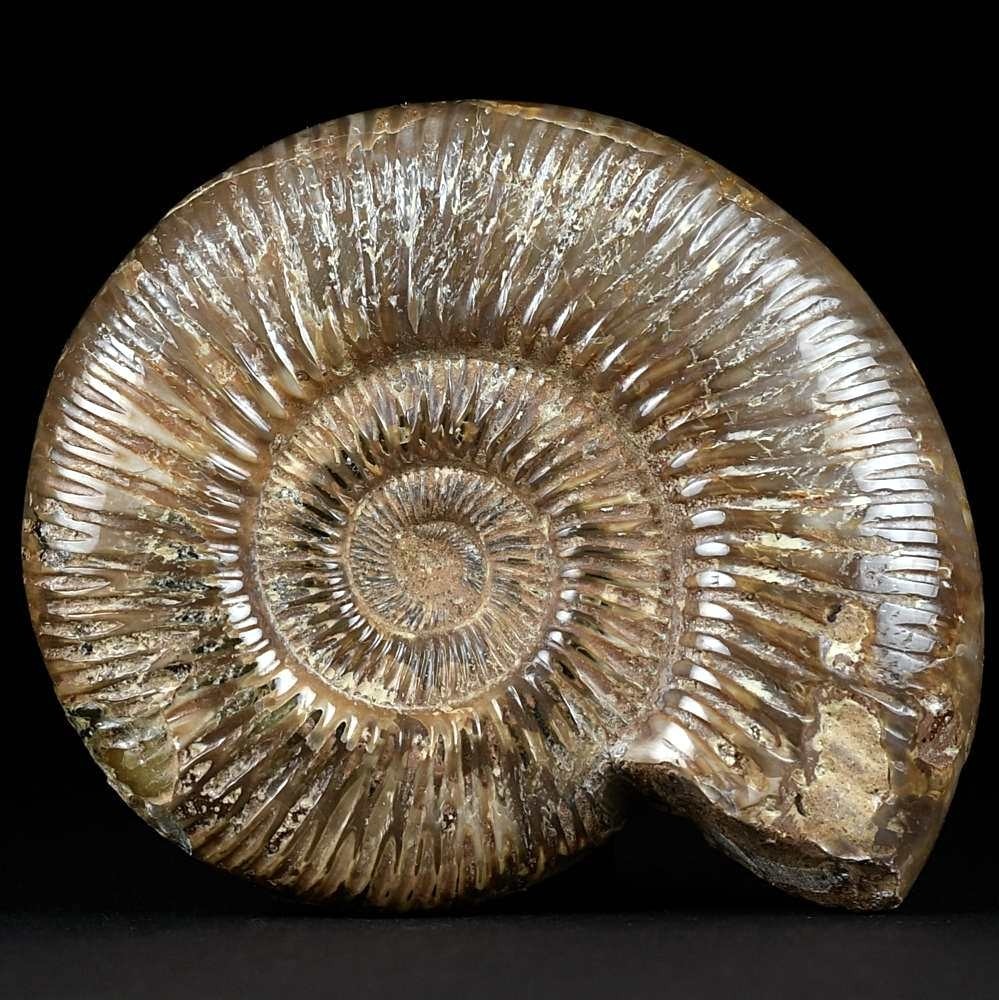 Schöner bräunlicher Jura Ammonit aus Madagaskar. Perisphinctes sp.