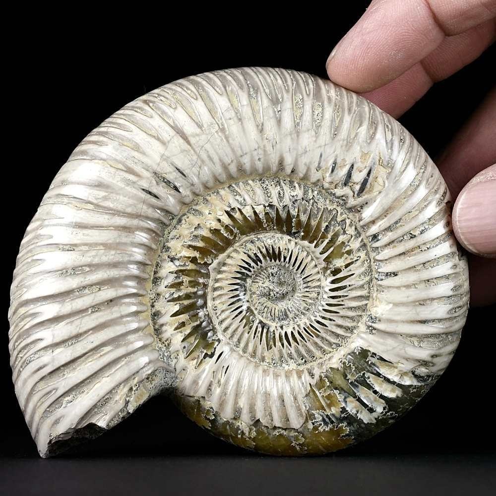 Gut erhaltener Madagaskar Ammonit Perisphinctes 10,6 cm