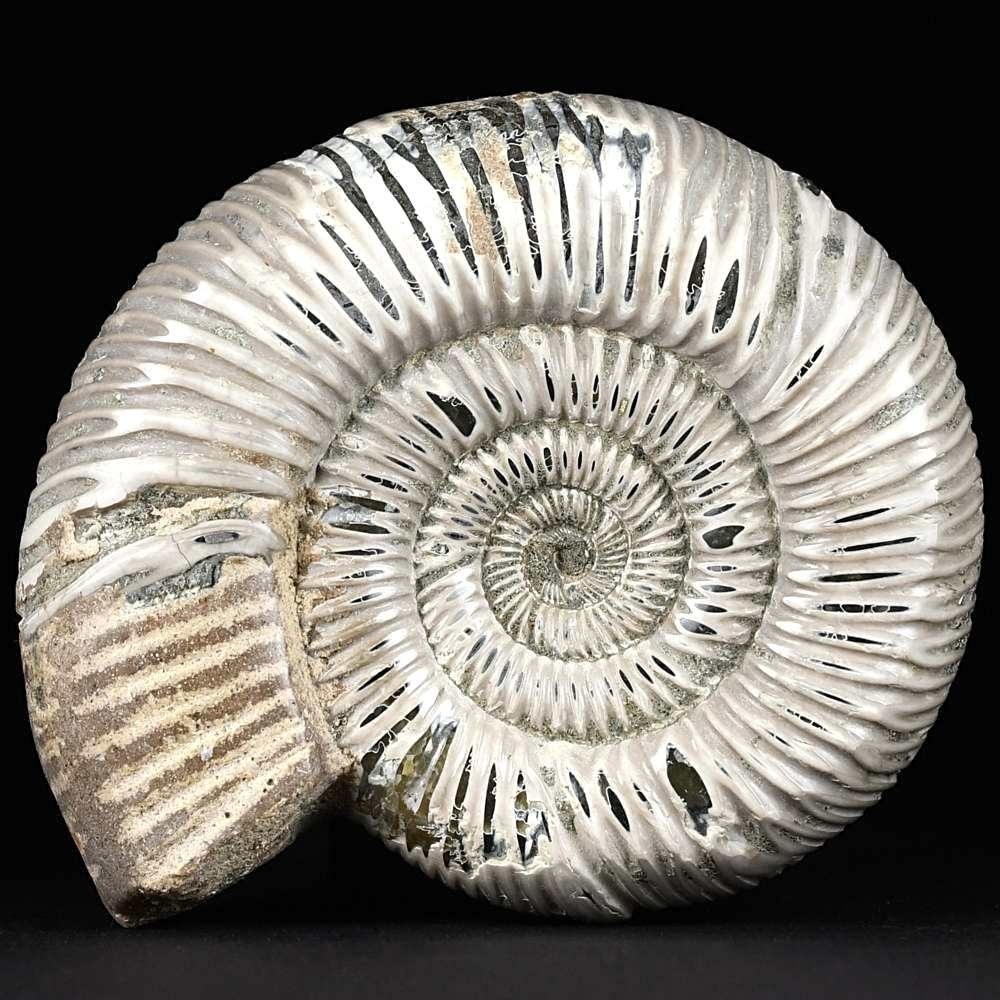 Fossilien aus Madagaskar. Schöner Jura Ammonit Divisosphinctes besairiei
