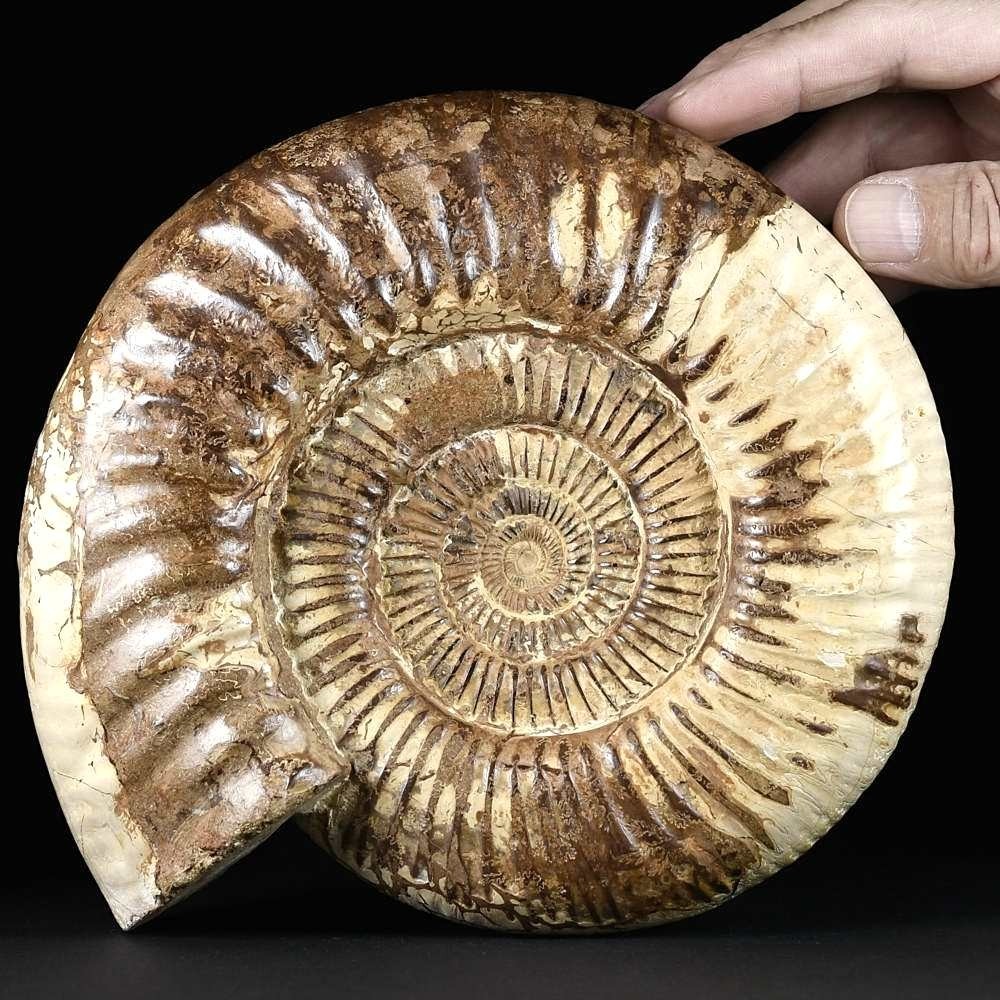 XL Ammonit in bester Qualität Kranaosphinctes aus der Jurazeit