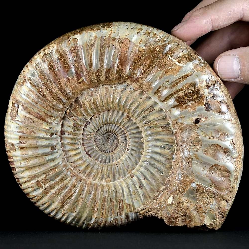 Jura Ammoniten ca. 17 cm in Schalenerhaltung aus Madagaskar