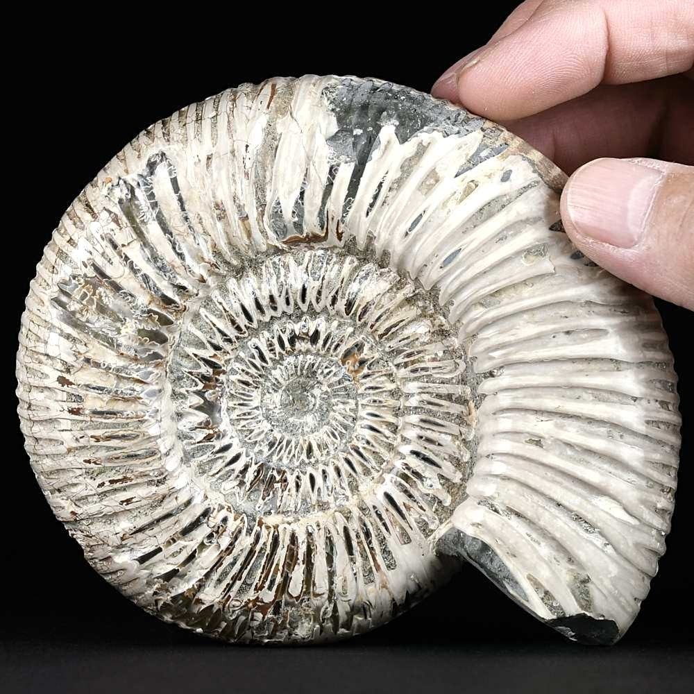 13 cm Jura Ammonit Divisosphinctes besairiei aus Madagaskar