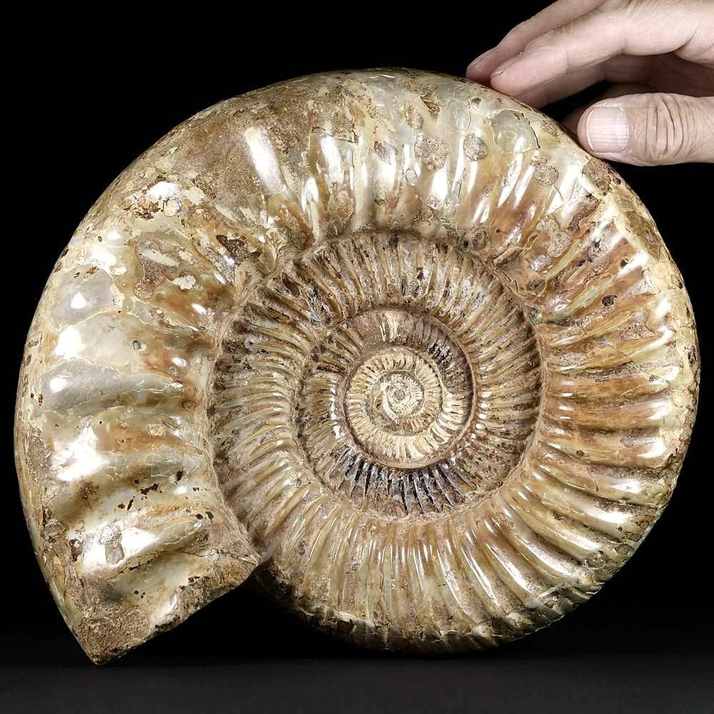 Riesiger XXL Ammonit Kranaosphinctes aus der Oberjura von Madagaskar
