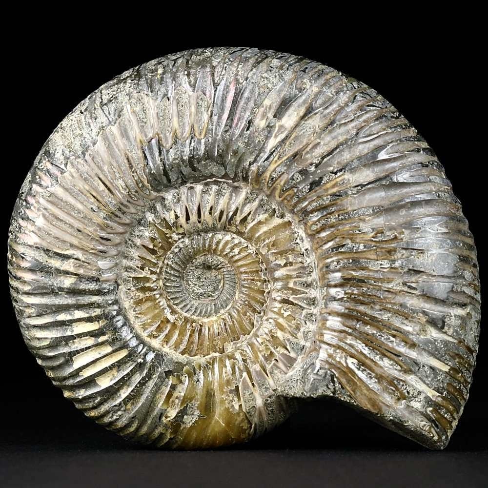 Jura Ammonit Divisosphinctes aus Madagaskar