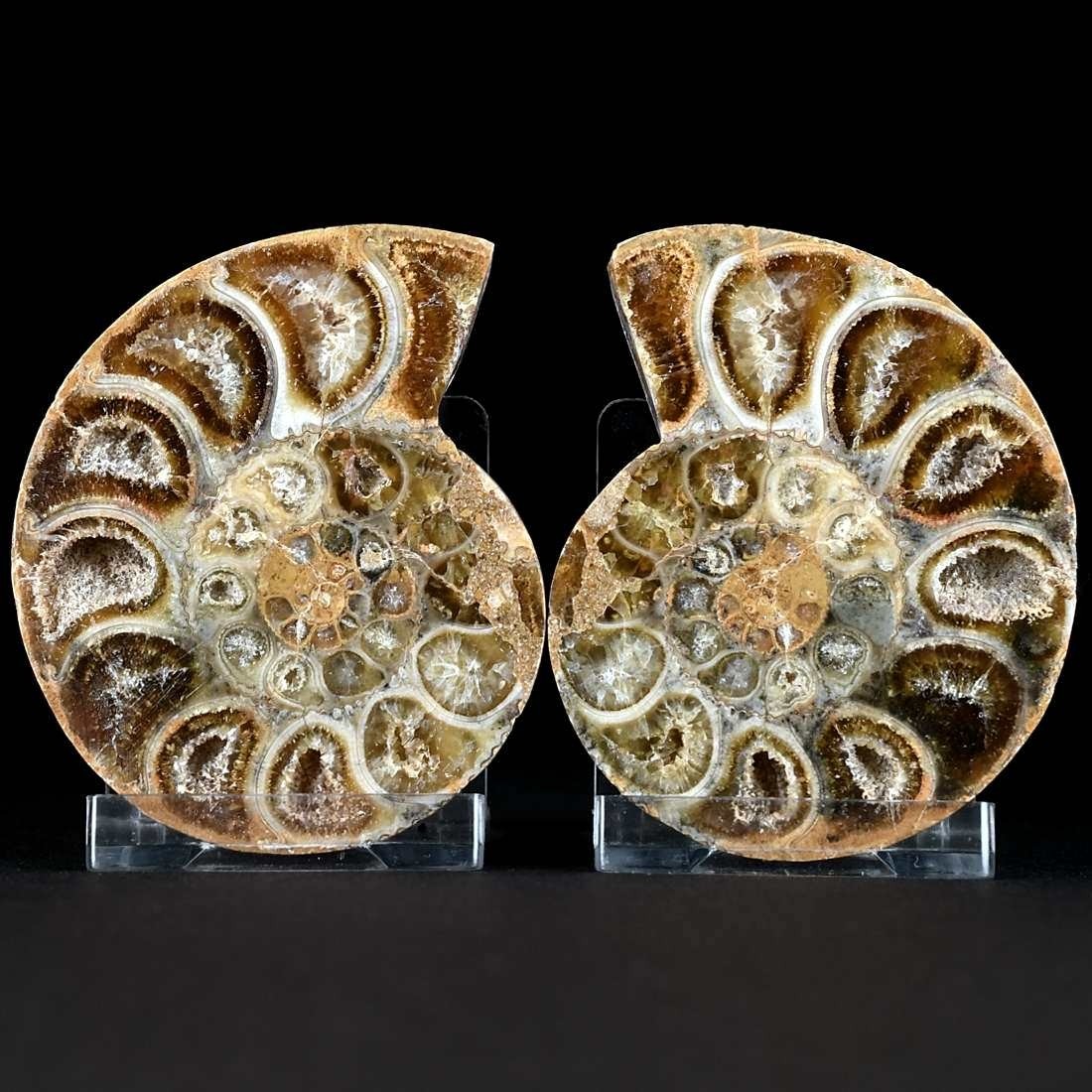 Kleines Ammoniten Paar Macrocephalites aus Madagaskar
