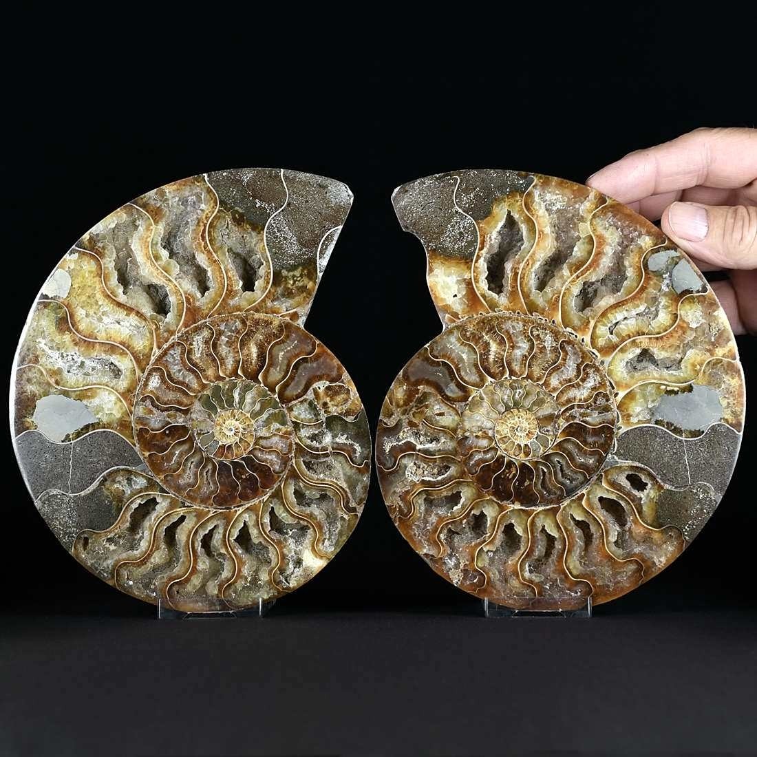 Hervorragendes XL Ammoniten Paar aus Madagaskar. 