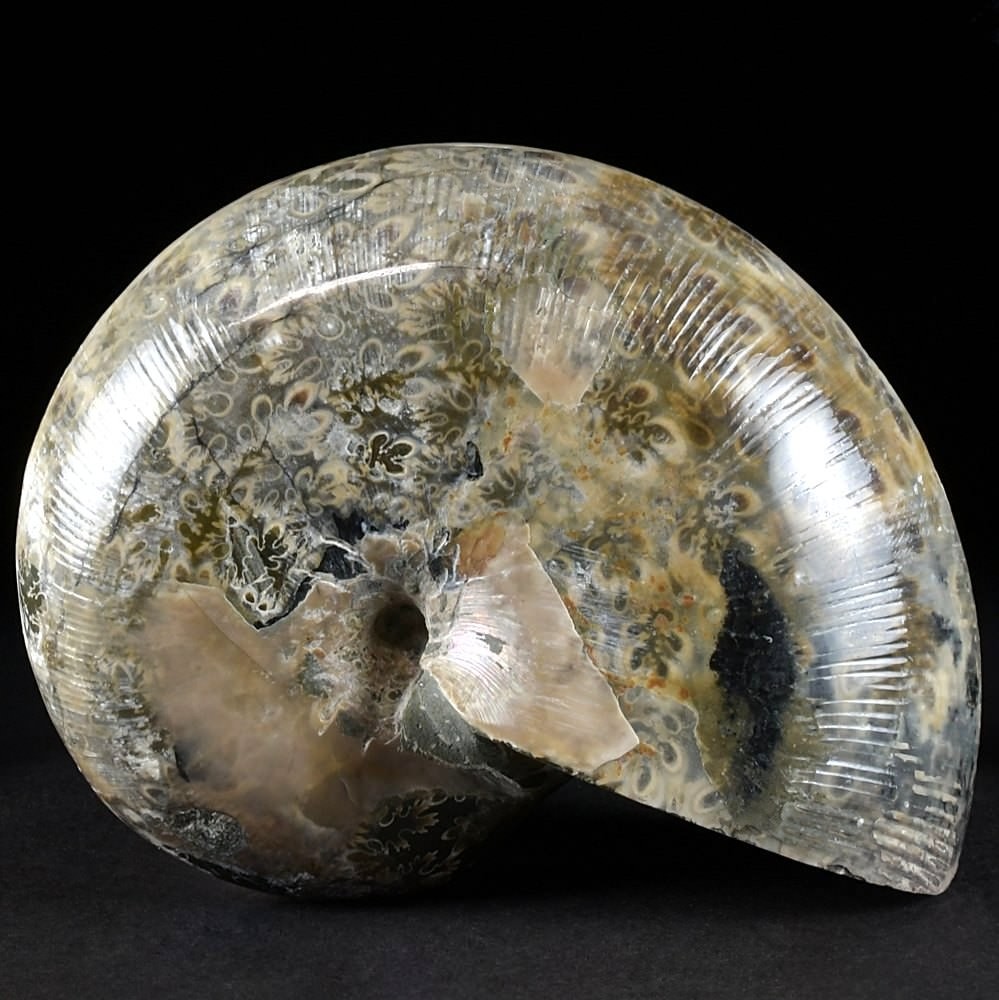 Fossilien Ammonit Phylloceras velledae aus Madagaskar