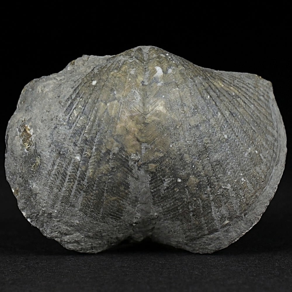 Fossilien versteinerte Brachiopoden Paraspirifer bownockeri