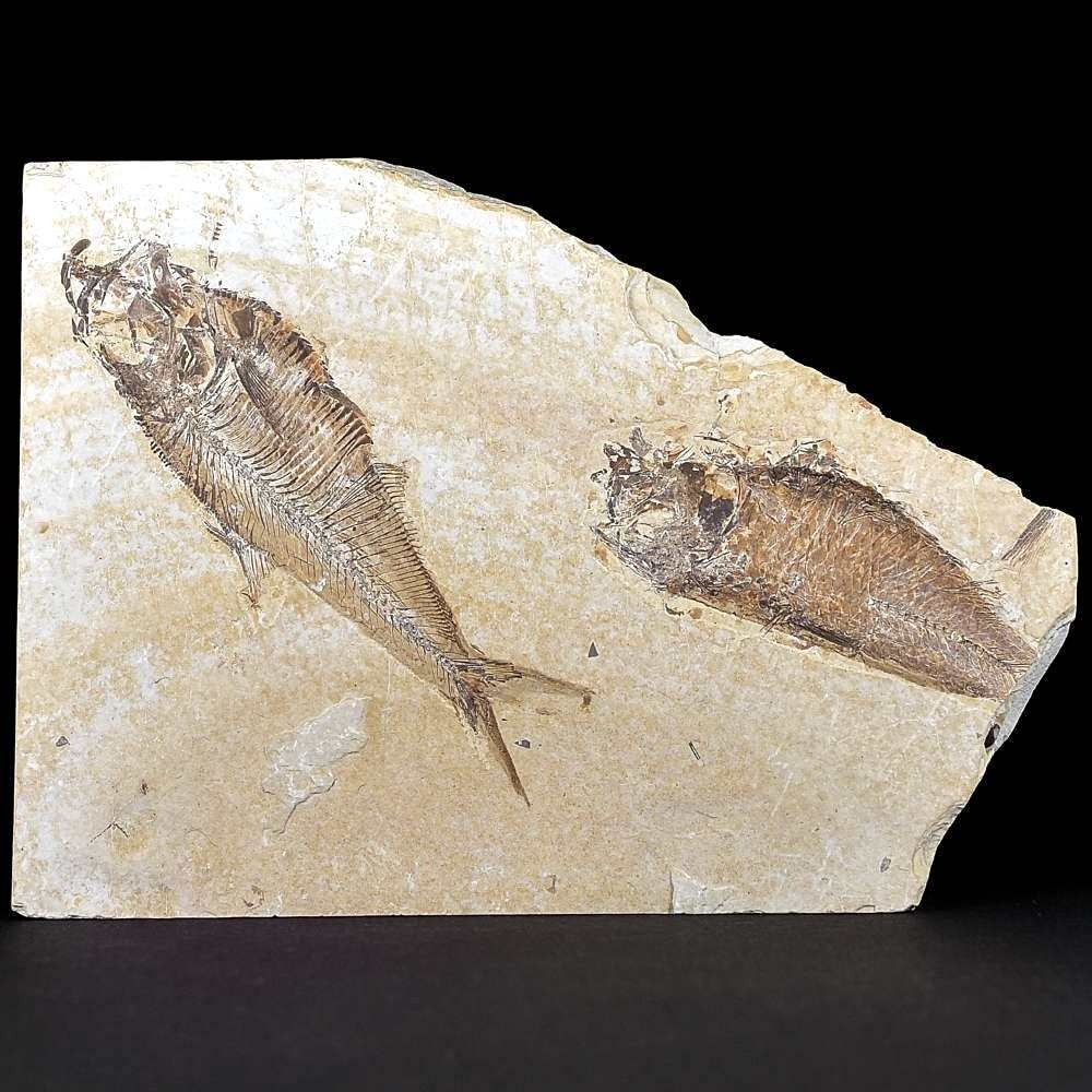Versteinerte Knochenfische aus dem Eozän 50 Millionen Jahre alt.
