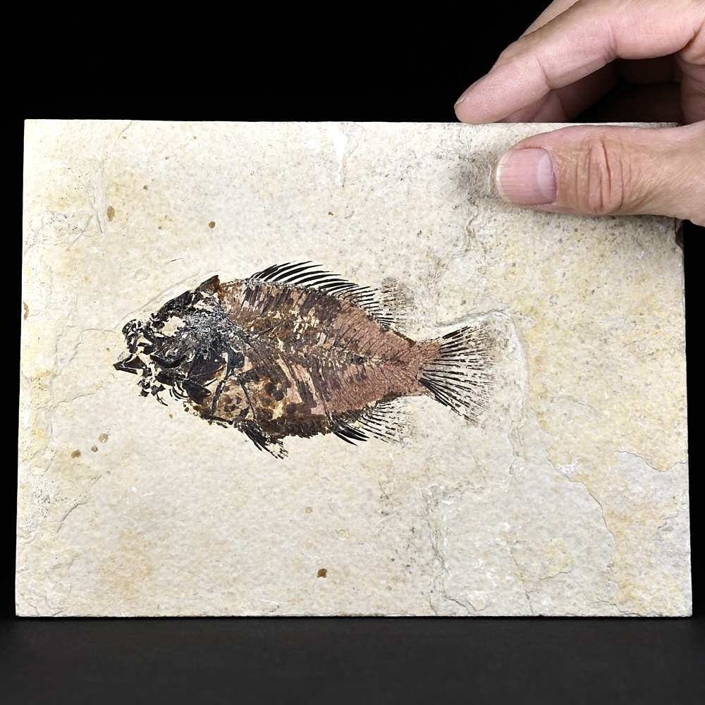 Toller versteinerter Knochenfisch Priscacara liops
