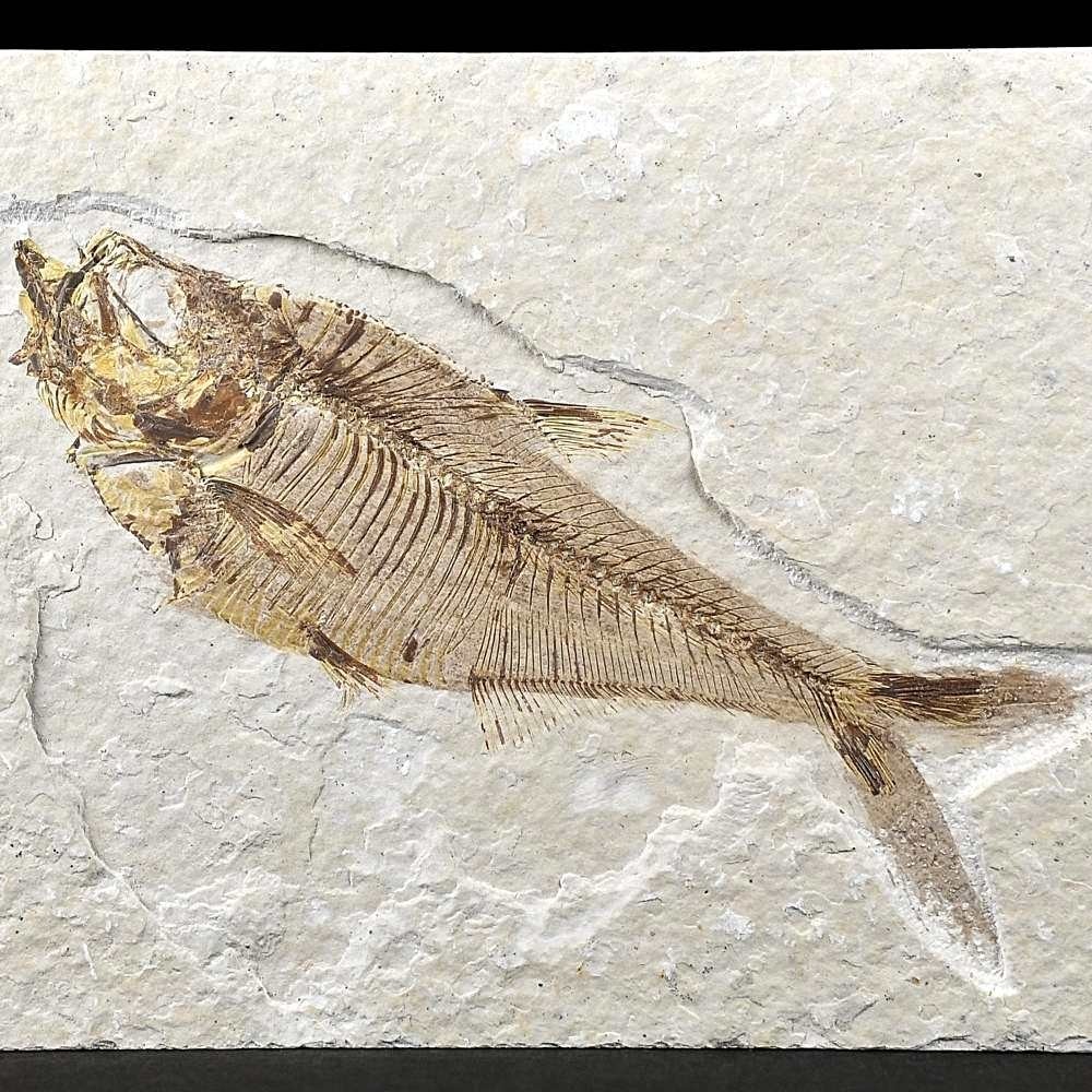 Versteinerter Knochenfisch Diplomystus dentatus aus Kemmerer, Wyoming