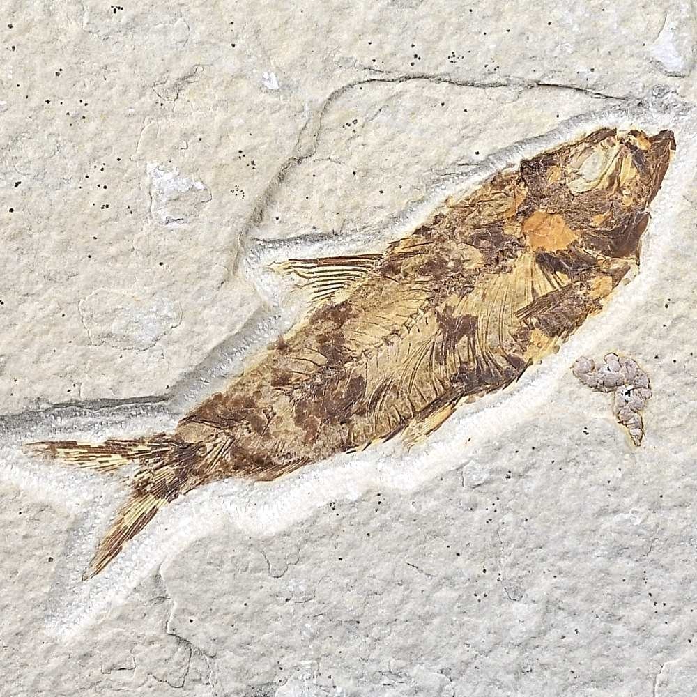 Versteinerter Fisch Knightia eocaena aus dem Eozän von Wyoming