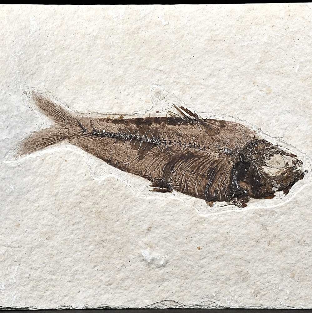 Versteinerter Knochenfisch Knightia eocaena aus Wyoming