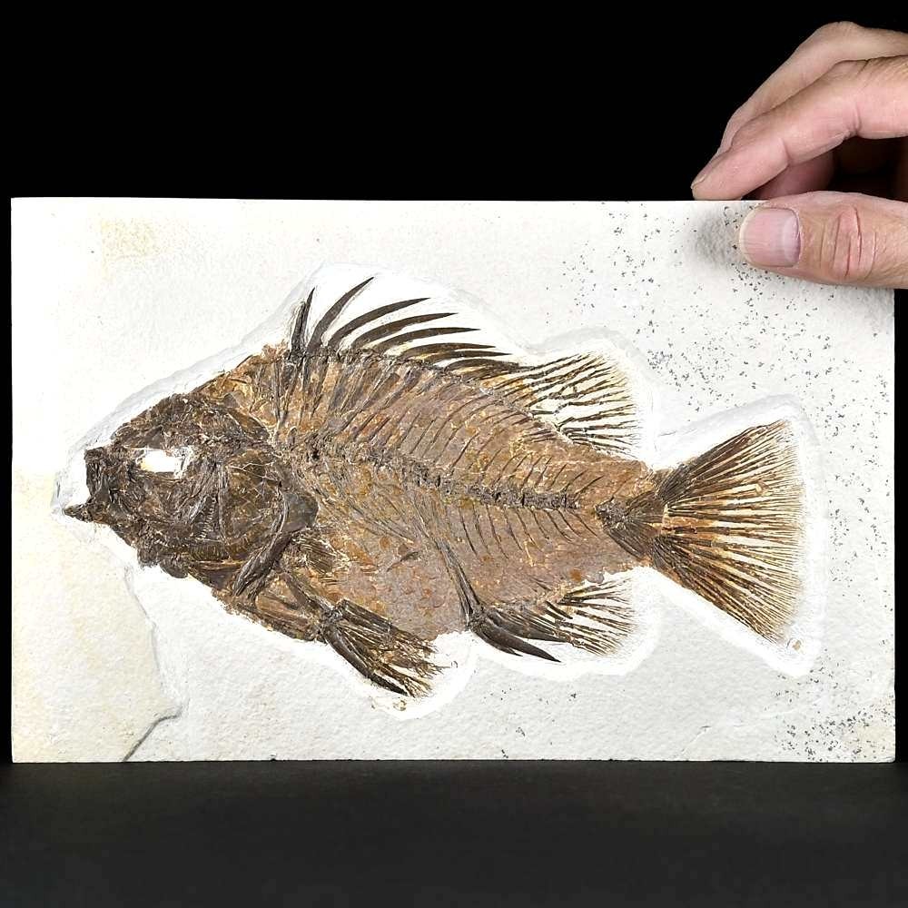 Eindrucksvoller versteinerter Fisch Priscacara serrata 21 cm lang