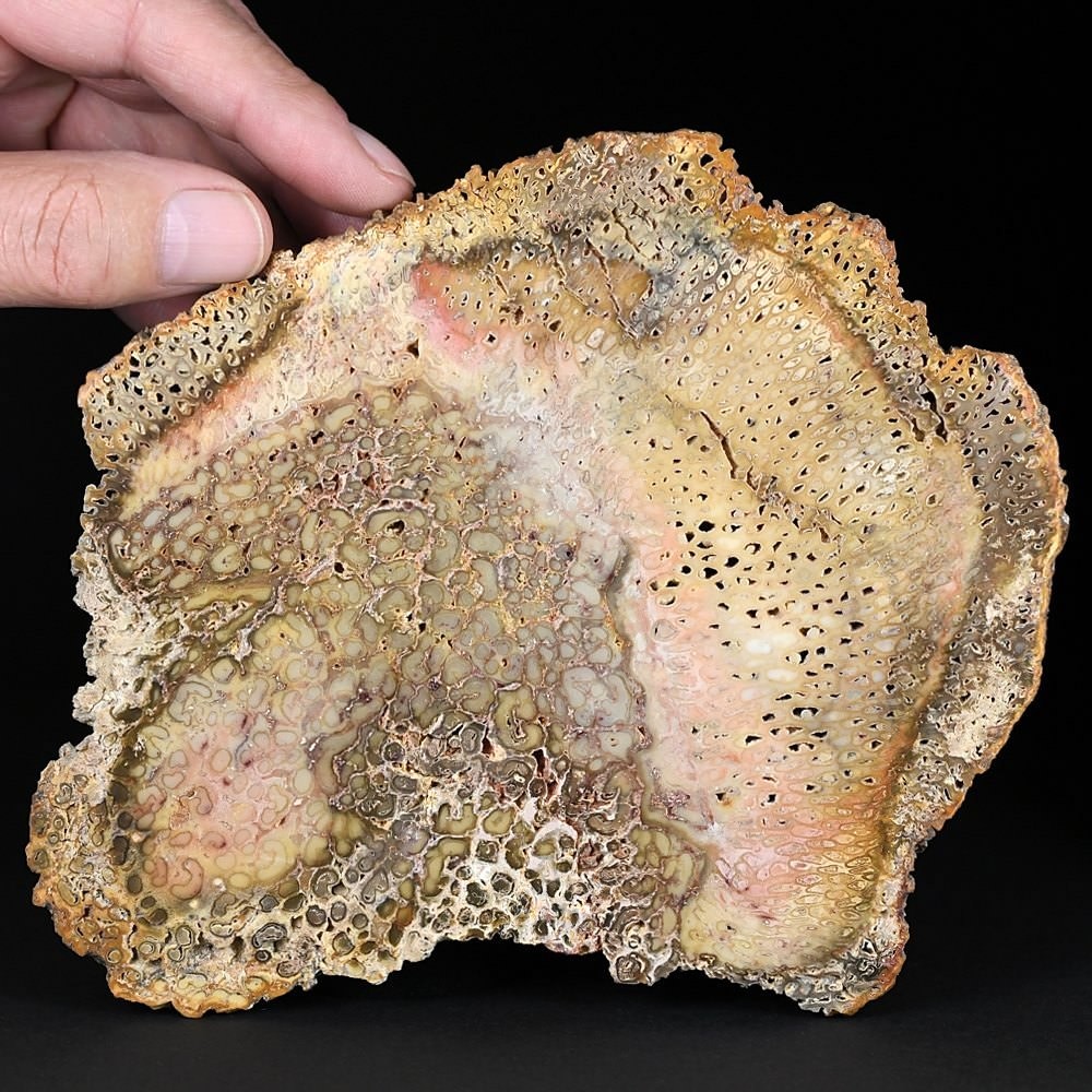 Herrlicher versteinerter Baumfarn Titea singularis aus Brasilien
