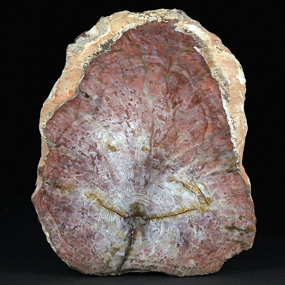 Versteinertes Kieselholz Araukarienholz aus Madagaskar