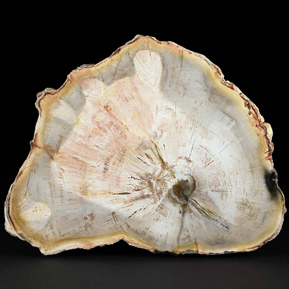 Versteinertes Araukarien Holz aus der Trias von Madagaskar