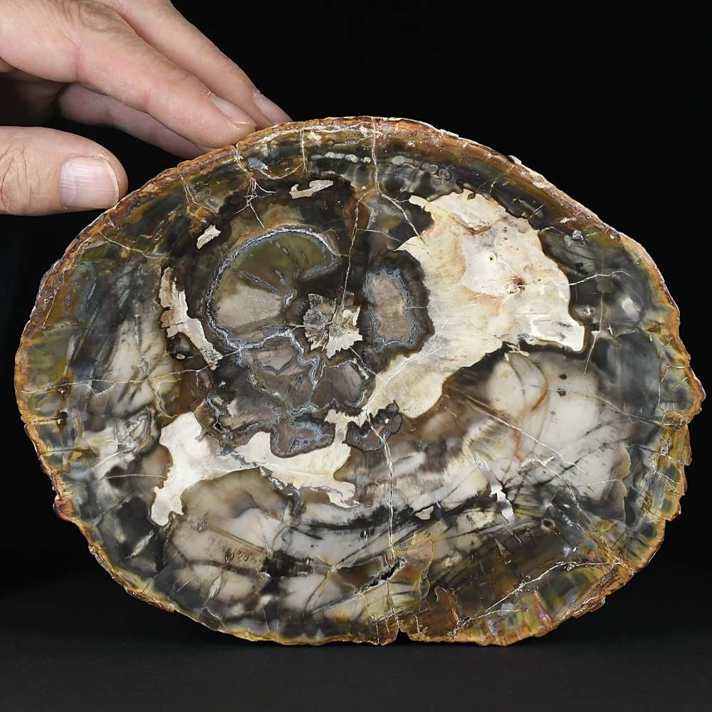 Versteinertews verkieseltes Holz aus der Trias von Madagaskar