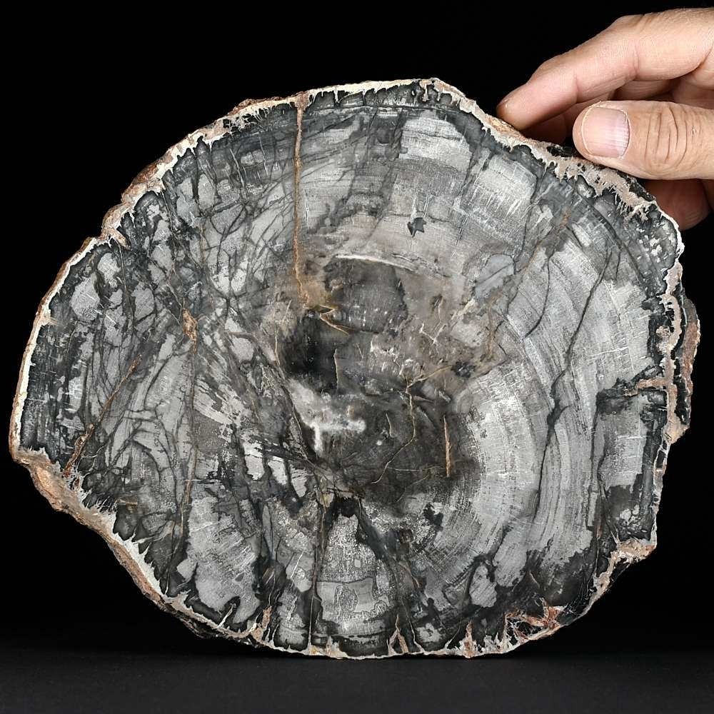 Tolles versteinertes Holz, beide Seiten poliert, aus Madagaskar