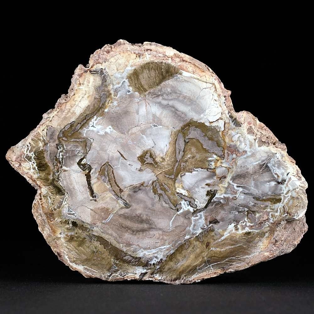 Fossilien sammeln versteinertes Holz aus Madagaskar